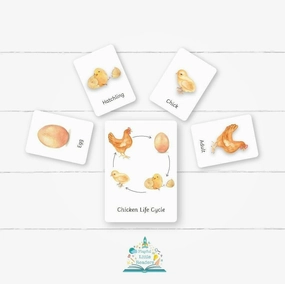 Impact Leave Chicken Life Cycle Flashcards PLR