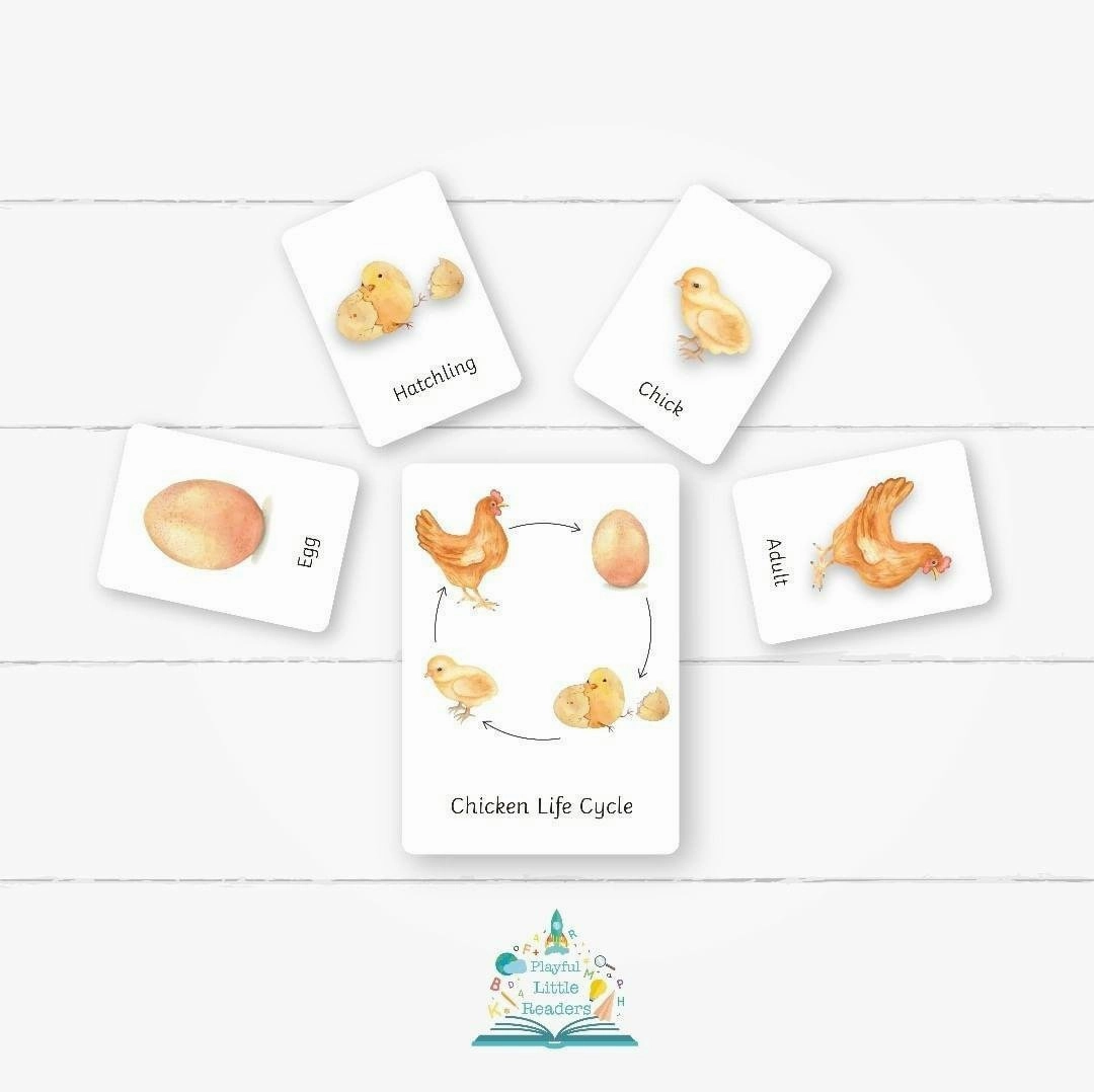 Impact Leave Chicken Life Cycle Flashcards PLR