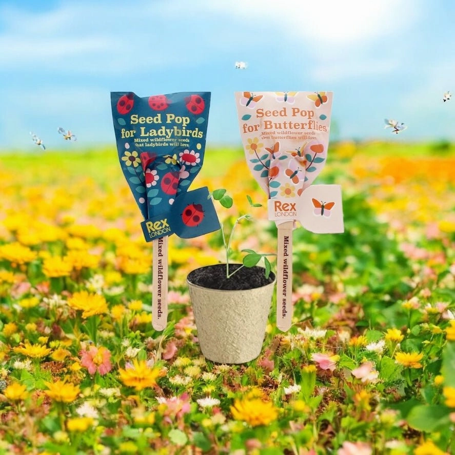 Star Formation Seed Pops Party Favour Gift